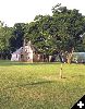 dbpics_gil-1.jpg Ko